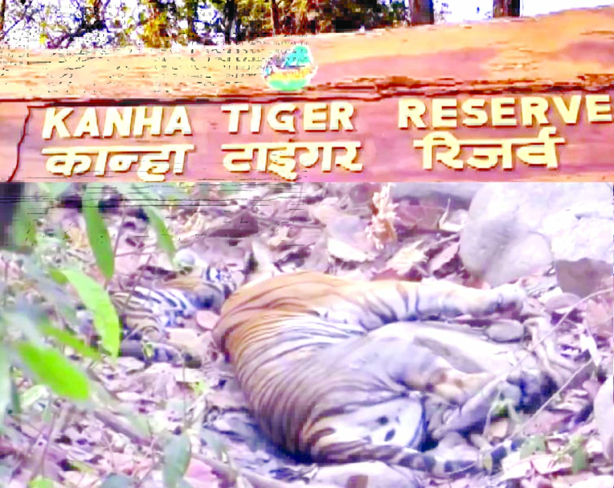 Lioness found dead in Madhya Pradesh's Kanha National Park.